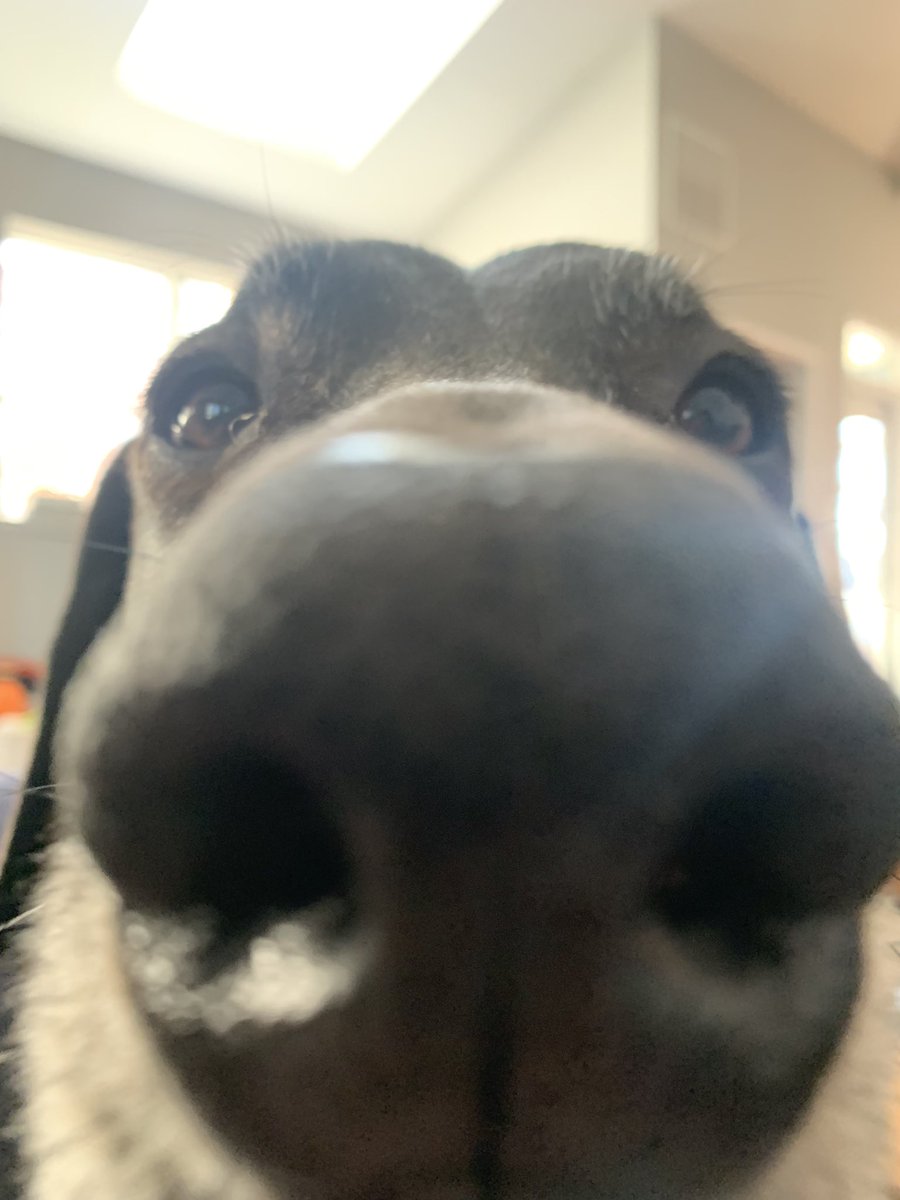Sneegsnag's tweet photo. POV: you stopped giving your dog attention for half a second https://t.co/VNbZUO86xN