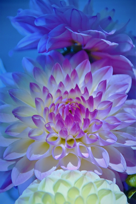 krfootball01's tweet photo. New artwork for sale! - "- Dahlia - in blue" - https://t.co/NGumFfKtEP @fineartamerica https://t.co/7uoHGmoEGz