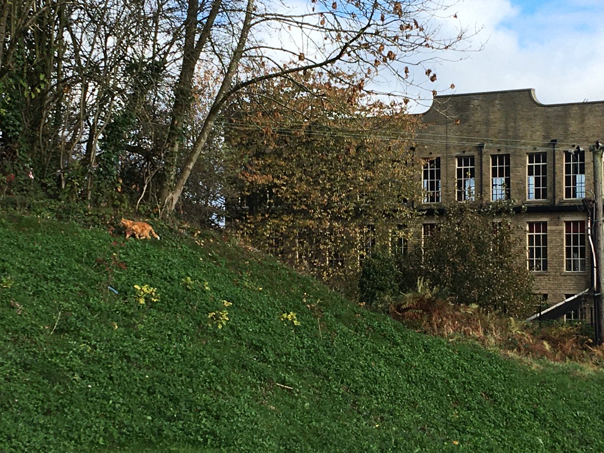 moghopstudio's tweet photo. Cat on a hill, at a mill @sunnybankmills! Lovely ceramics from Leeds-based @clod.studio and textile work by @claredlane. Loved @scrapleeds, a goldmine of scrap materials originally destined for landfill.
#cats #hill #mill #sunnybankmills #art #localart #ceramics #textiles #leeds https://t.co/aW4UICpHvG