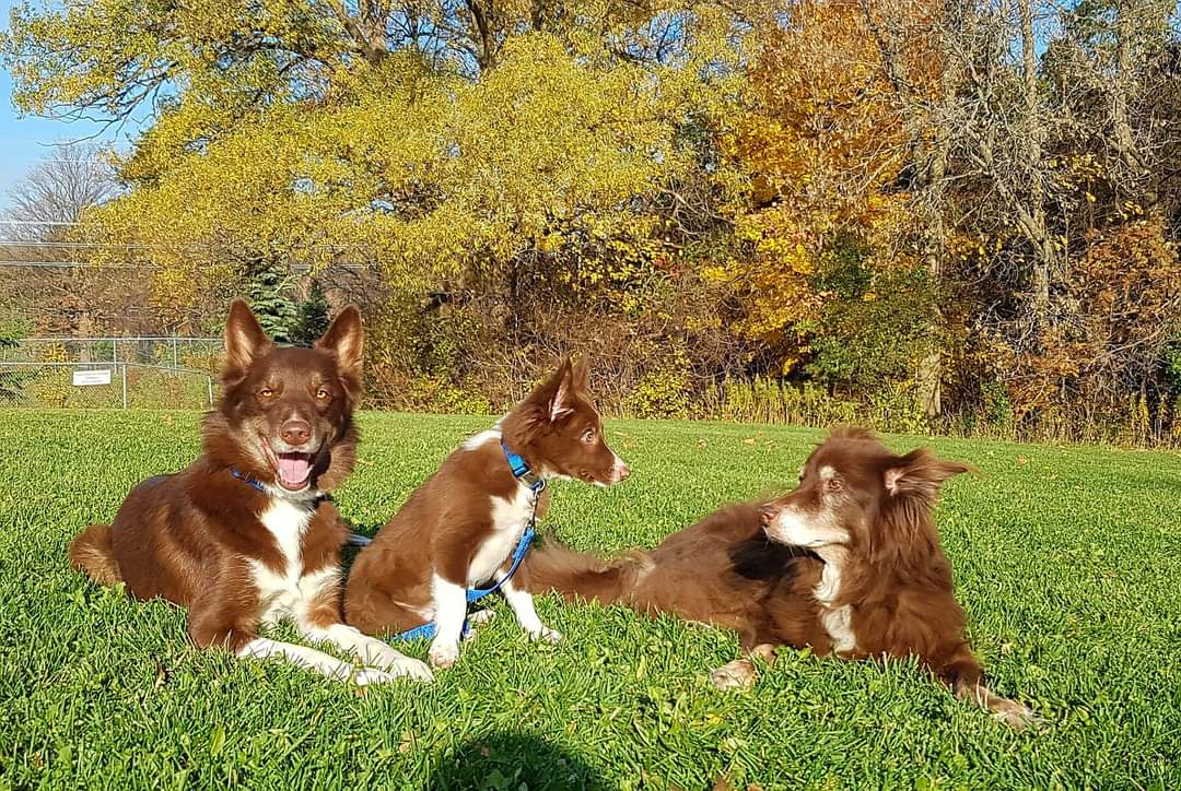 AgilitywAmanda's tweet photo. #fridayflashback to the #threeamigos Hershey, Winnie &amp; Bear

Bear was the sweat old soul that I was fortunate to have in my life for 18.5yrs ❤❤❤

#browndog #browndogs #chocolatedogs #bordercolliecross #dogphoto #doggroup #groupphoto #dogfamily #dogbrothers #lovedogs #cutedogs https://t.co/A4YQv30VLG