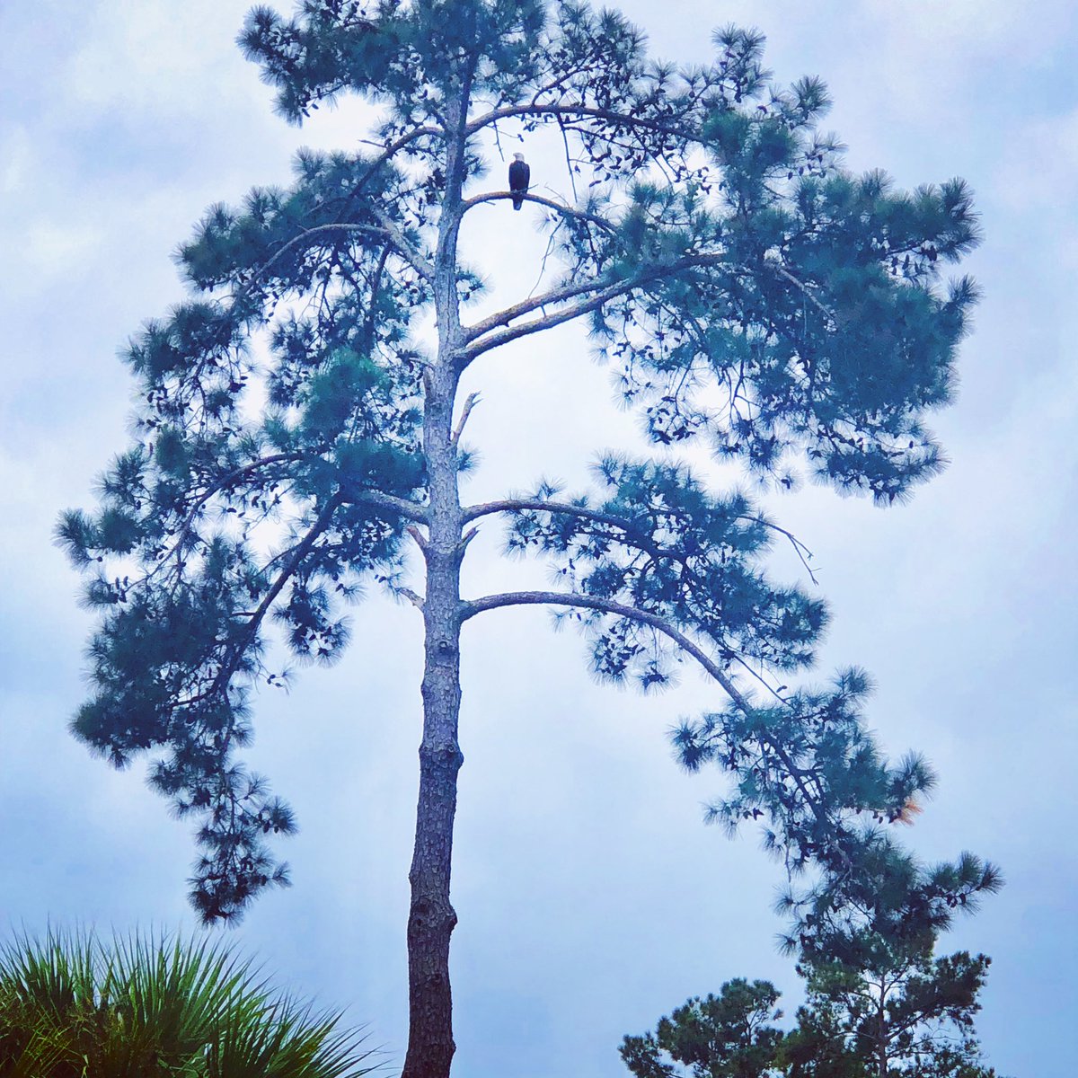 AriAptMgmt's tweet photo. The eagle has landed at Cobblestone Village! 😍🦅😊
#recmlife #baldeagle #apartmentsingoosecreek #apartmentsnearme #theeaglehaslanded #wildlife https://t.co/NrNTNZho7X