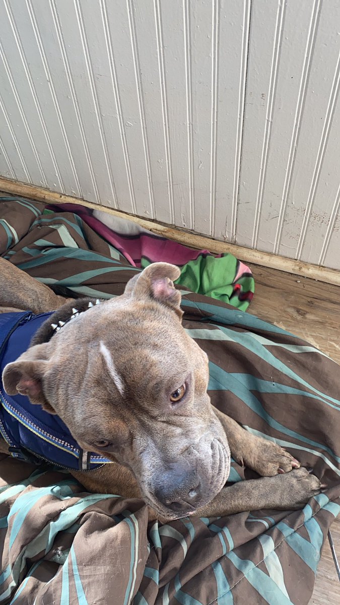 Mama said I’m at 803 followers wowza I’m almost at 1000. Wots of pawples lubbers mez!!!