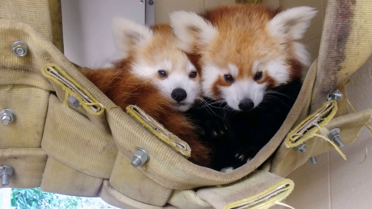 SenecaParkZoo's tweet photo. Next week we will be celebrating veterans and active duty military members here at the Zoo! Veterans and active military will receive free admission for themselves, and 50% off for up to four guests, November 8–14 here at the Zoo. 🇺🇸 🙏🧡

Read here:
https://t.co/houSOnKyYx https://t.co/8q2zNEy2bX