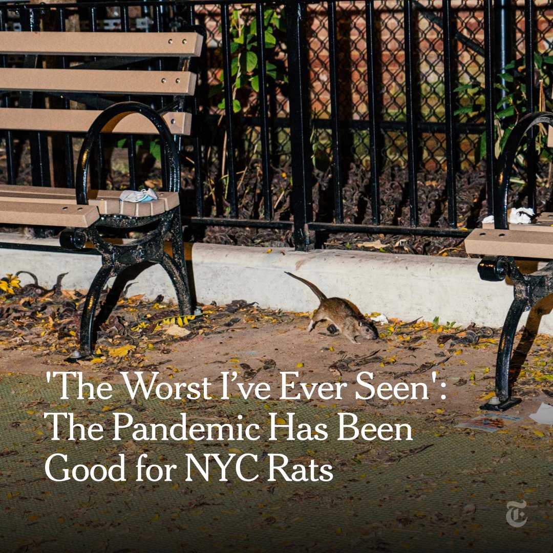nytimes's tweet photo. “I just saw a rat when we were walking down to the park, and it was still daylight,” one New Yorker said. “And I was like, damn, that’s audacious.” https://t.co/mYqhxoSPSZ https://t.co/8X8wz8PGC6