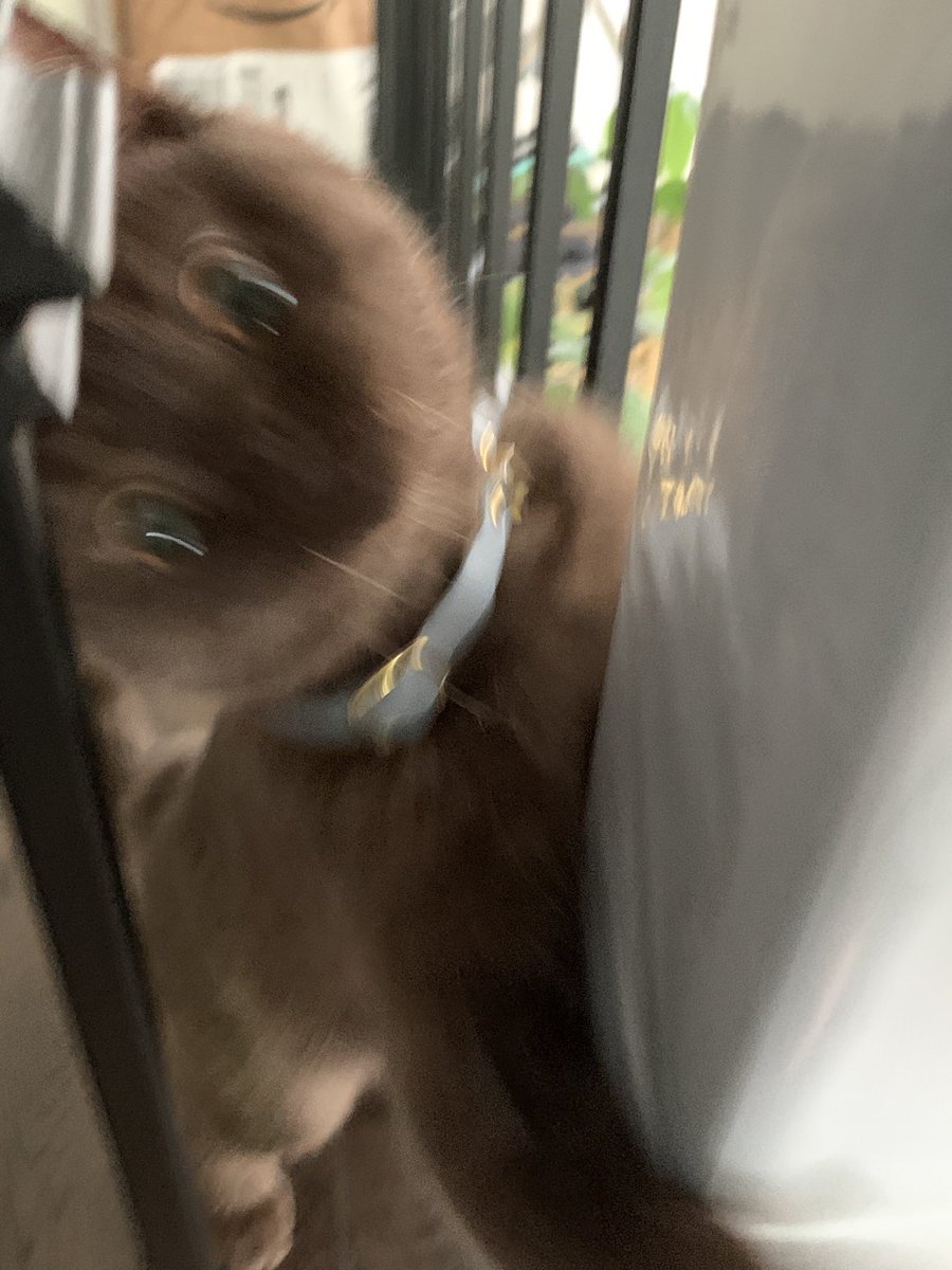 today’s jinx is user <a href="/herseow/">SEOW HER WEN Moe</a> ‘s cat Hershey!! (he\him) he fits all of the jinx criteria!!! what a jinxie !!