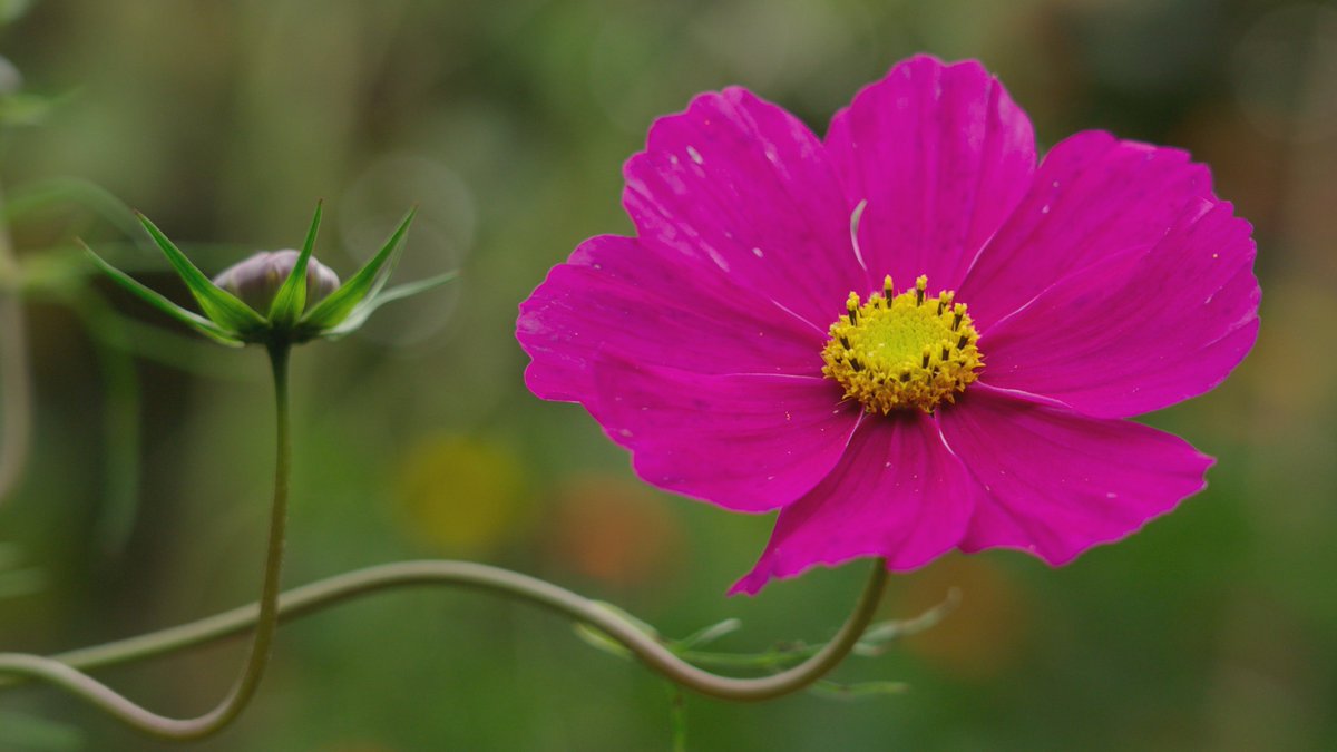 Who needs #fireworks when you can have a dazzling cosmos lighting up your borders! What's burning bright in your garden at the moment? Send us your pics  📷🔥 #GardenersWorld #FlowersOnFriday #BonfireNight