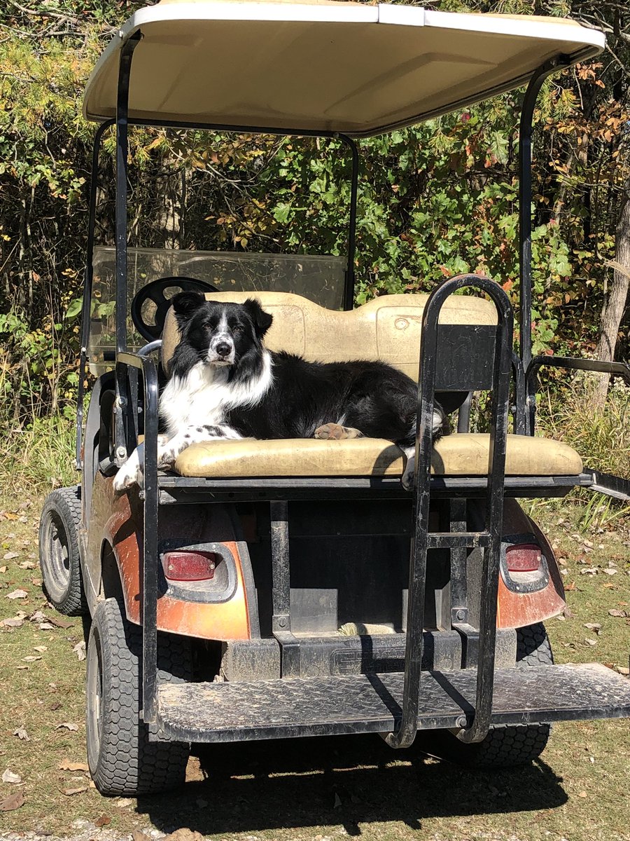 Even sheep herding dogs like to relax during their down time. #kentuckytourism #kygetaway #mammothcavefun #kentuckydownunder