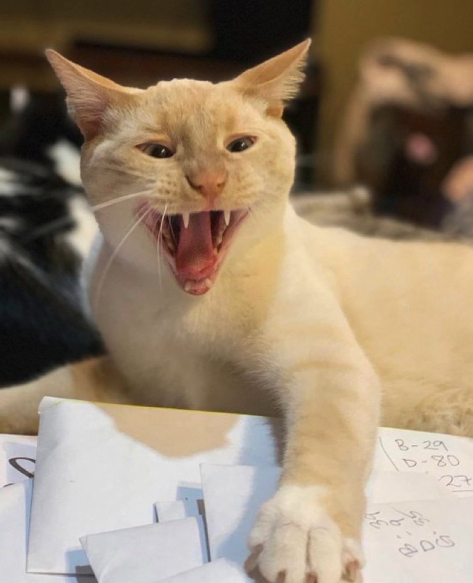BoscoesBoys's tweet photo. Today’s honorary Touchdown is Moro! This good Kitten belongs to @Tyler_Maneth! Moro loved the color purple, and hissing at Jayhawks! Give Moro so boops and snuggles! #BeatKU #EMAW https://t.co/tVlRAppuMO