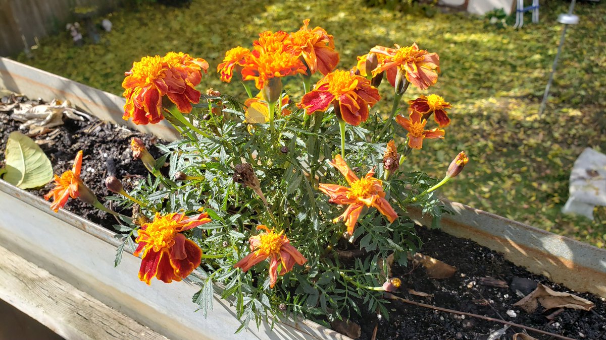 My marigolds were feeling the chill this morning,  but it looks like this sunshine is thawing them out nicely!  #onwx #wxwatcher #kitchener <a href="/ShannBradbury/">Shannon Campbell</a>