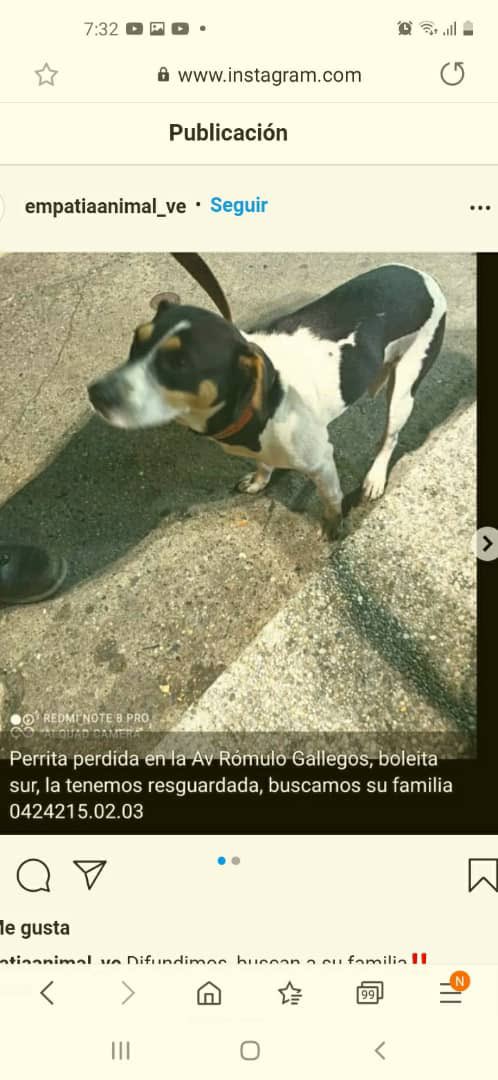 <a href="/Andre_ina5/">🐾 J.V.A.🐾</a> <a href="/EcoanimalistaPv/">ECOPAVE</a> <a href="/PerroUsuario/">PerroUsuario Wof '•'</a> <a href="/apoyocanino/">Red de Apoyo Canino</a> <a href="/FRAENKELE/">FRAENKEL ESCALANTE</a> <a href="/dorisraquel/">Doris Rodriguez</a> <a href="/JesusVittas/">Un peludo amigo 🙂👍🐕🐈</a> <a href="/ReporteAnimal/">Reporte Animal Venezuela</a> <a href="/EmpatiaV/">Fundación Empatía Animal Ve</a> <a href="/yelitzarg/">La loca de los gatos 🐾</a> <a href="/milenblue/">Milena</a> <a href="/JulioMeloSAA/">Julio Melo ⚖️🇻🇪🐶</a> <a href="/Vaneska7/">Aniger</a> <a href="/Zapata_zos/">Zapatazos</a> <a href="/EcoanimalistaPv/">ECOPAVE</a> Apareció por la la av Rómulo Gallegos, Boleita sur. Caracas. Será el mismo caso??👇