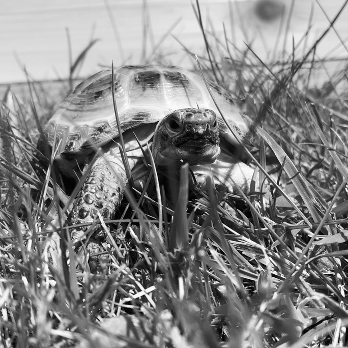 MovemberSchools's tweet photo. So excited to announce @BosworthPE have won the first Mo of the week for 2021! They have raised an incredible £1,075 already. The PE Team smashed the Coventry half marathon and they have even challenged Martin the wellbeing Tortoise to complete 60 walks this month #GoMartin 🐢 https://t.co/j8bMfySZjf