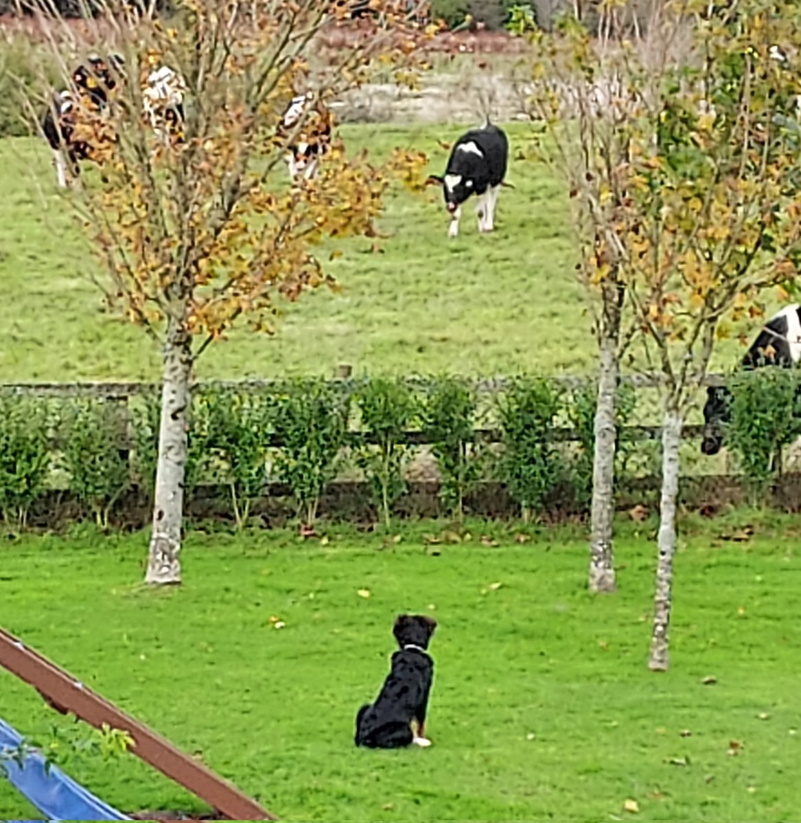 ButtonBernese's tweet image. Meeting my neighbours for the first time. Will I be that big?! #bernesemountaindog #puppy #countrylife #bernese #FarmLife