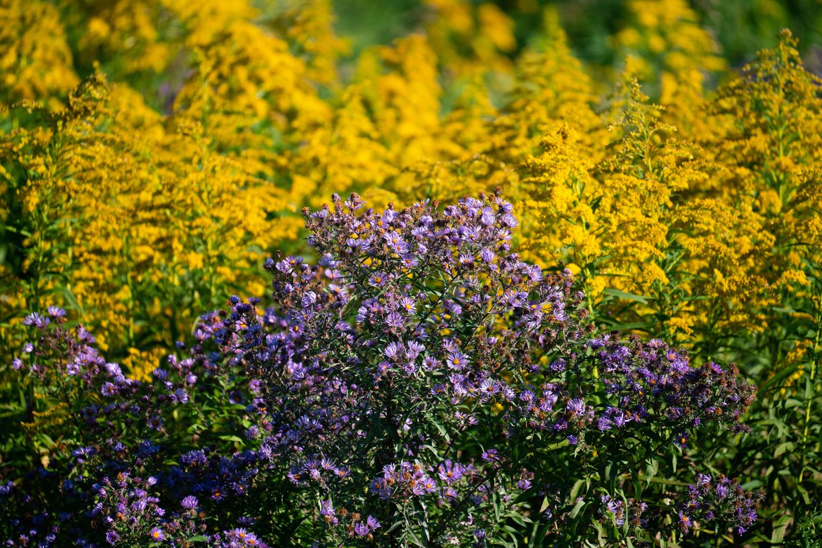 @urban_sci <a href="/evoecolab/">Marc Johnson</a> <a href="/CUE_UofT/">Ctr Urban Enviros</a> <a href="/UTM/">U of T Mississauga</a> <a href="/UofT/">University of Toronto</a> <a href="/UTSC/">University of Toronto Scarborough</a> Depending on how you define a campus, I'll see your <a href="/UTM/">U of T Mississauga</a> and <a href="/UTSC/">University of Toronto Scarborough</a> prettiness and raise you a <a href="/ksr_jokershill/">Koffler Scientific Reserve at Jokers Hill</a> beauty and loveliness. Photos by <a href="/garrytutte/">Garry Tutte</a>