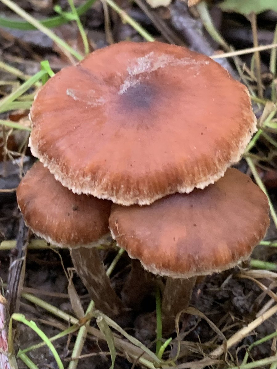 Nice cluster of young very Glistening Inkcaps and a trio of some very mature richly coloured Webcaps…