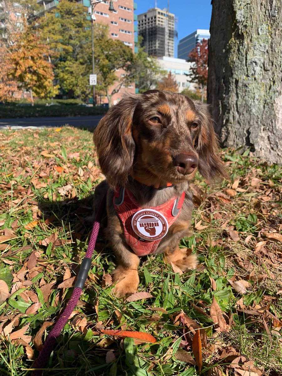 MIT Graduate Student Union tweet media