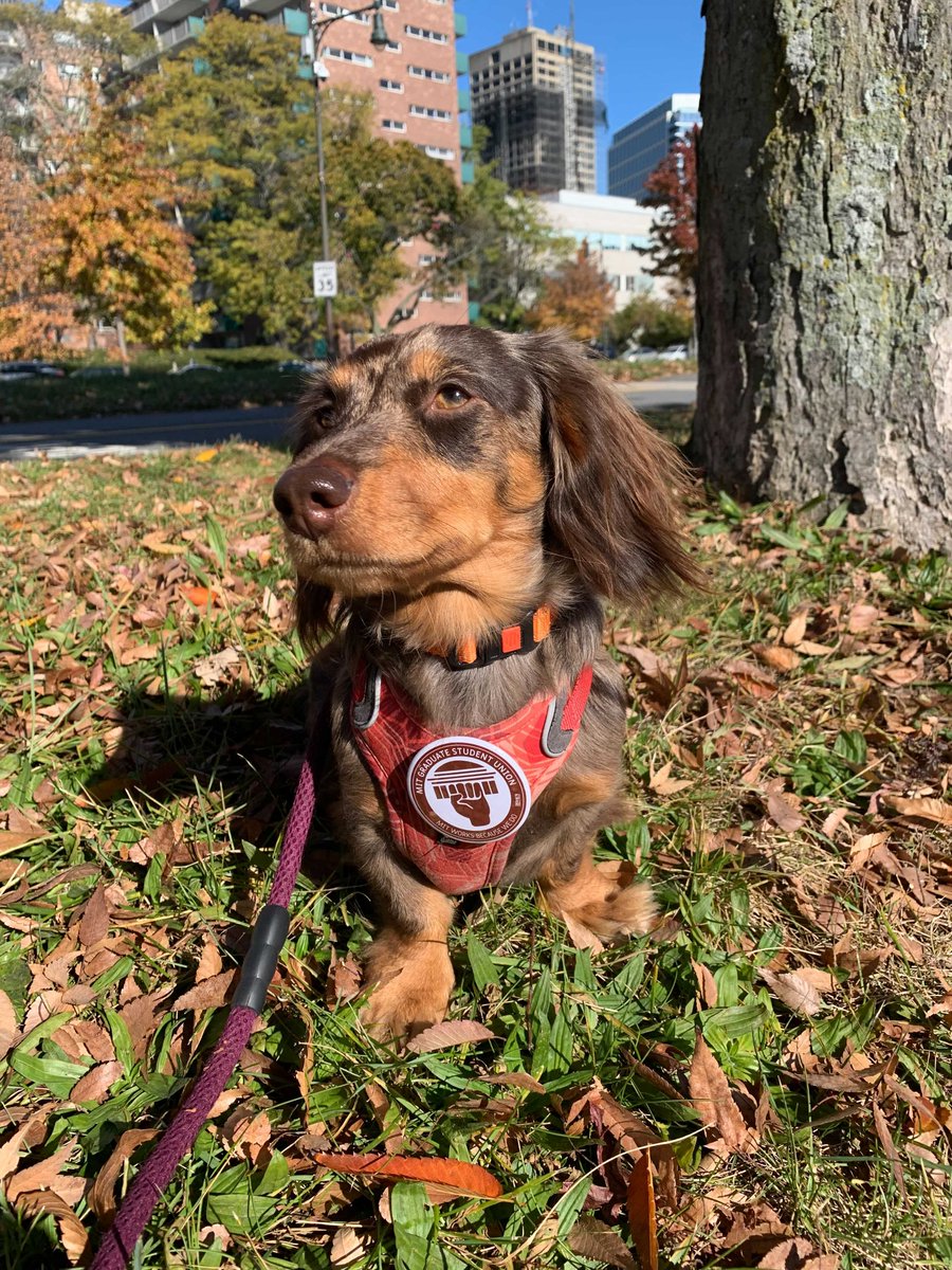 MIT Graduate Student Union tweet media