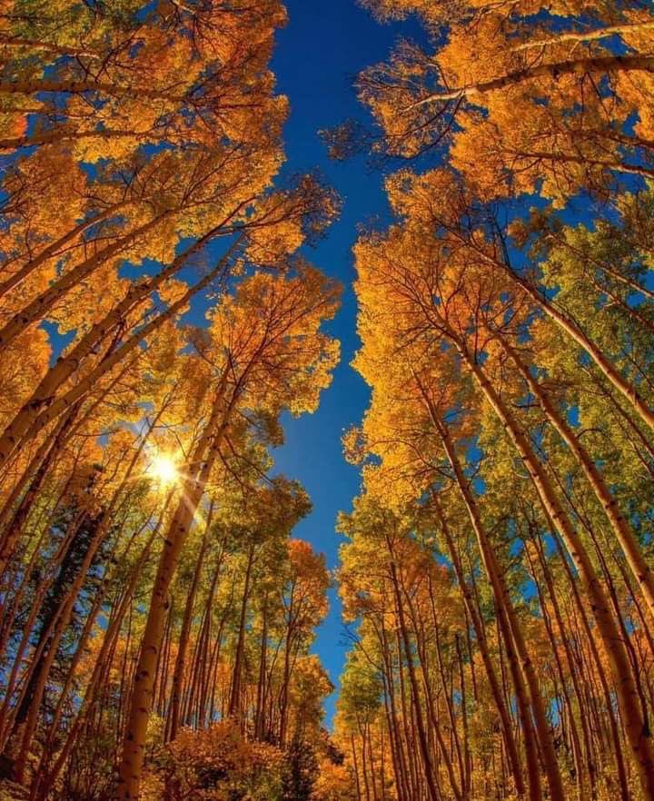 PandoraDreams22's tweet photo. “The sky is the limit!”
 
Good afternoon everyone!
    Have a wonderful day 
           🧡🍂💙🍂🧡 https://t.co/FCpgTL1BGm