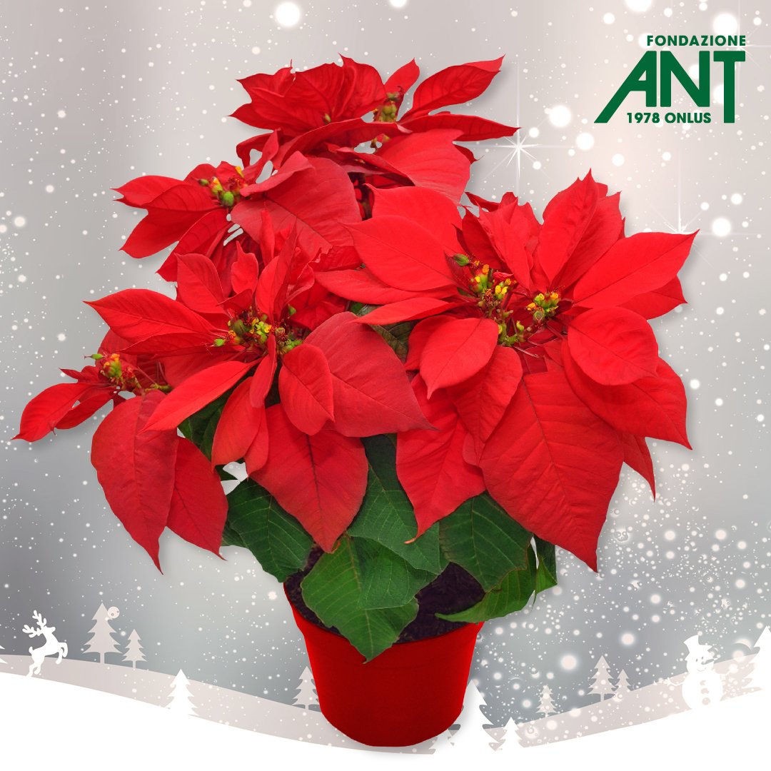 Fondazione_ANT's tweet photo. 🎄Sai già cosa regalare per #natale ai tuoi cari o ai tuoi clienti e collaboratori? 

Su https://t.co/O7RhsjJ4Qh trovi tantissime proposte! 
🎁 Scegliendoli sosterrai l'assistenza medica domiciliare gratuita a migliaia di malati di tumore, che non si fermerà neppure a Natale. https://t.co/kyzcKLdfKt
