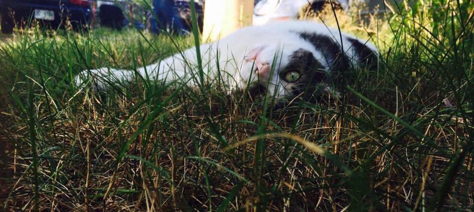 Static_Aura's tweet photo. I’ll miss you forever, buddy. Goodnight Coconut, you were the best companion I could have ever asked for. https://t.co/U8mijoCTxB