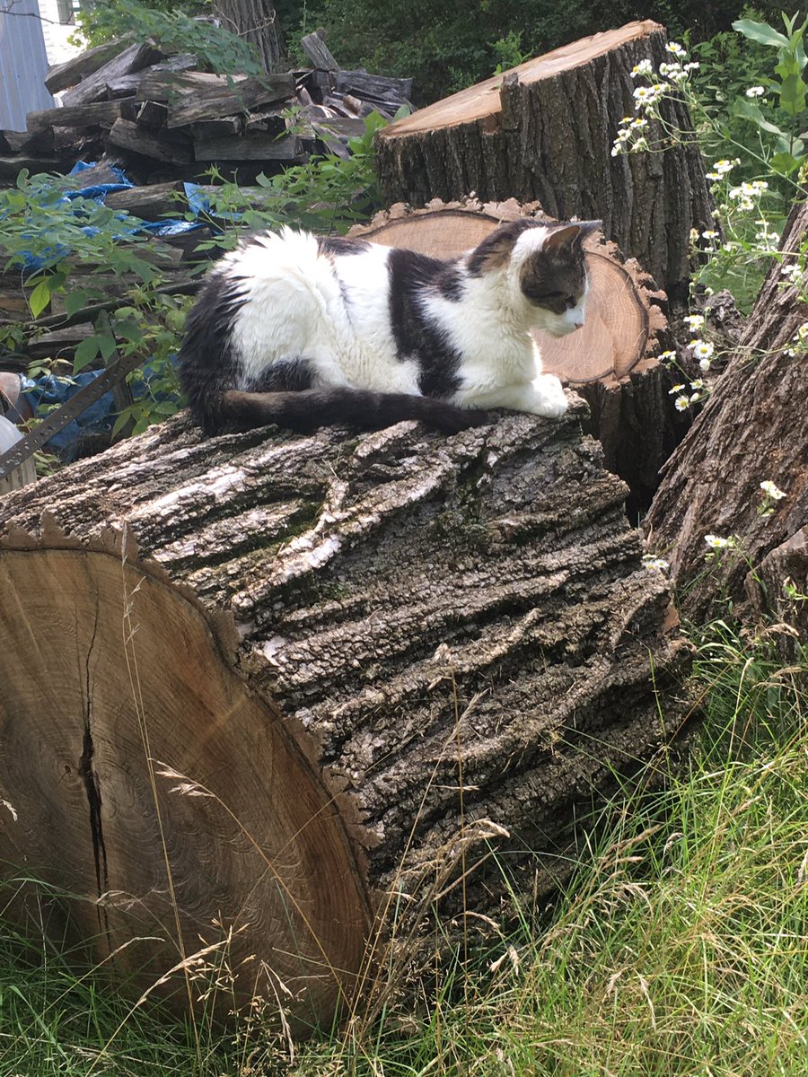 Static_Aura's tweet photo. I’ll miss you forever, buddy. Goodnight Coconut, you were the best companion I could have ever asked for. https://t.co/U8mijoCTxB