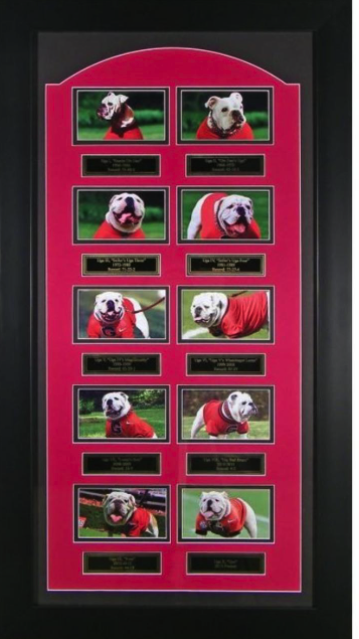 UGA Dog Fans, check out this amazing part of UGA history captured in one beautifully framed Collage featuring the entire history of the UGA Mascot - all ten of them! Bid now at the "Forsyth BYOT Benefit" 2021 Online Auction! #ForsythBYOT  zcu.io/05qJ