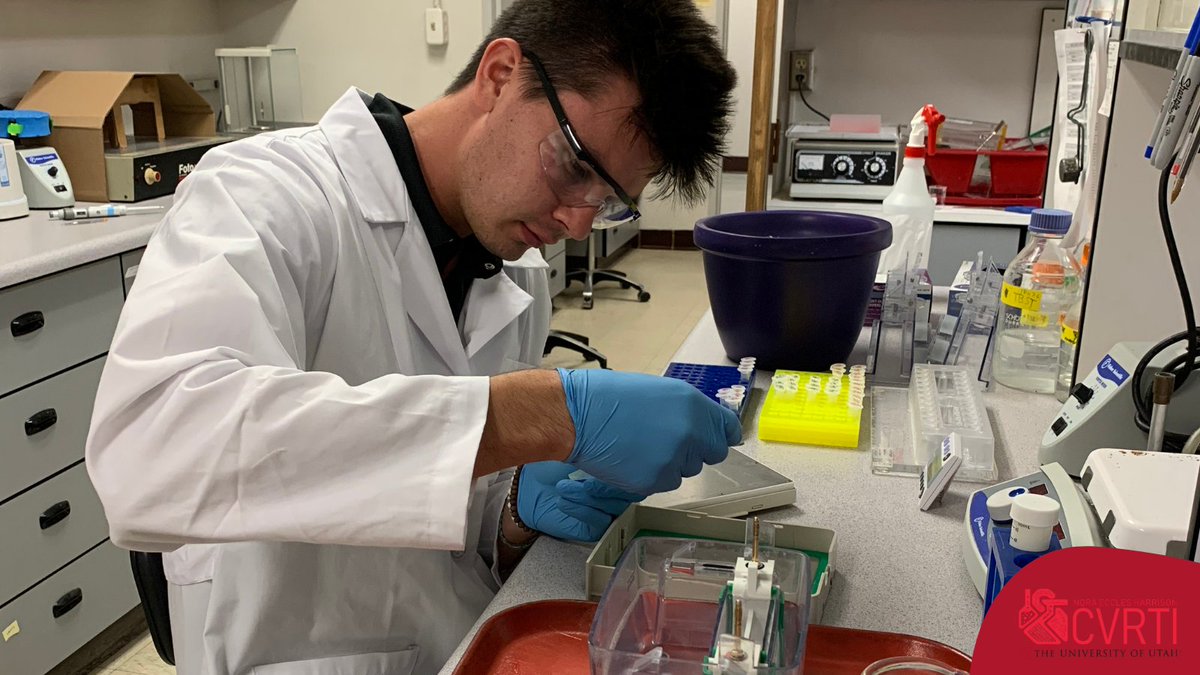 NEH_CVRTI's tweet image. Sam Ringham (@FranklinLab1), @NARI_UofU intern, is working on transferring immunoprecipitated #proteins from a gel to a #nitrocellulose membrane which will be used for #westernblotting 🧪 

#hearthealth #cardiovascular #cardiovascularresearch
