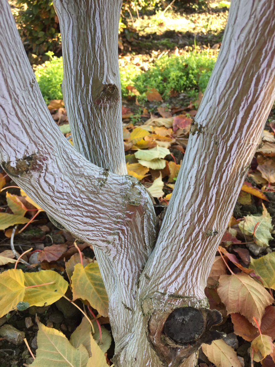 MXCARCHITECTES's tweet photo. Merci à la pépinière Chauviré et l'entreprise de paysage PES de nous avoir accueilli et guidé de bon matin pour le choix des arbres du projet du nouveau centre de radiologie de Saint-Nazaire - IMED réseau VIDI #nature #environnement #radiologie #architecture #poesie #paysage https://t.co/br6EEfklpd