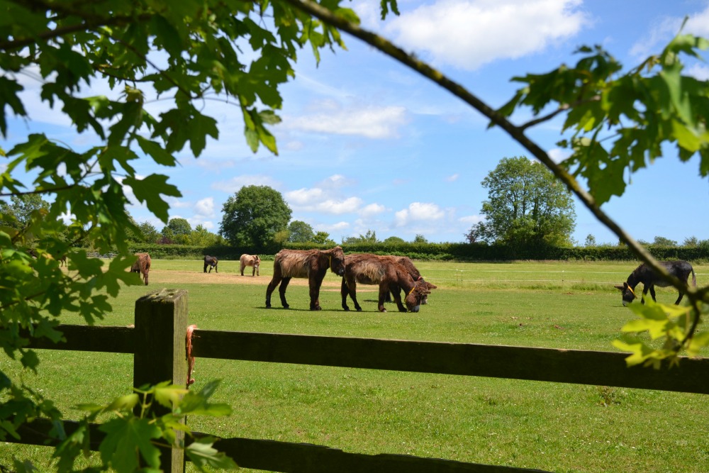 devonwithkids's tweet photo. Whether you're up for a bracing walk along the Jurassic Coast, want to hand-feed deer or see historic landmarks, there's plenty of great things to do in East Devon. Here's our guide โก๏ธ https://t.co/oIqraWDqI1 #VisitEastDevon #UKtravel https://t.co/YuIpl8JKkp