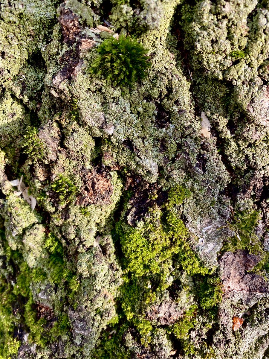 igorolrev's tweet image. Просто мох на коре березы