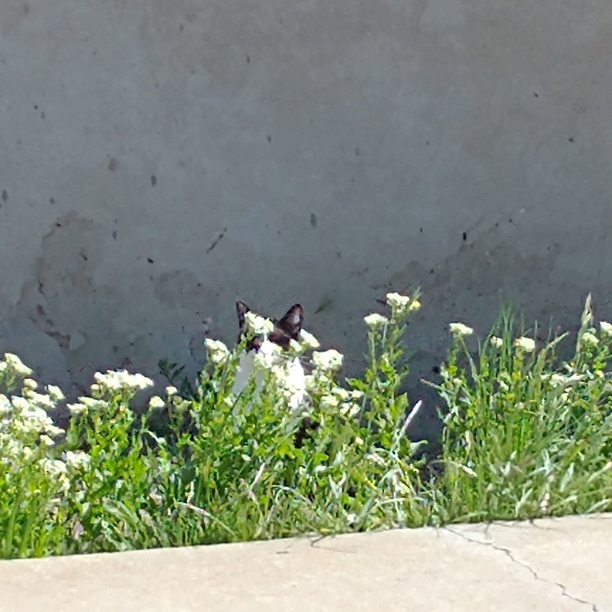 Sir_Mathius's tweet photo. ¿Alguien sabe cómo se llama esa planta con orejitas? https://t.co/zCT7Z8yIIE