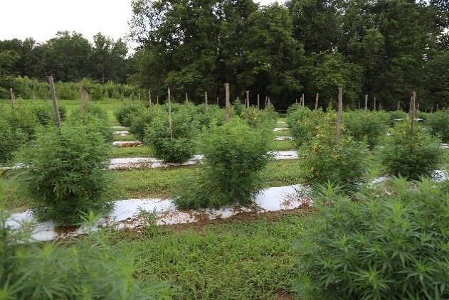 usdaRMA's tweet photo. Hemp offers new economic opportunities for America’s farmers, and we are pleased to offer coverage to hemp producers. https://t.co/dEwFVrIUfK https://t.co/YB49JKgU4u