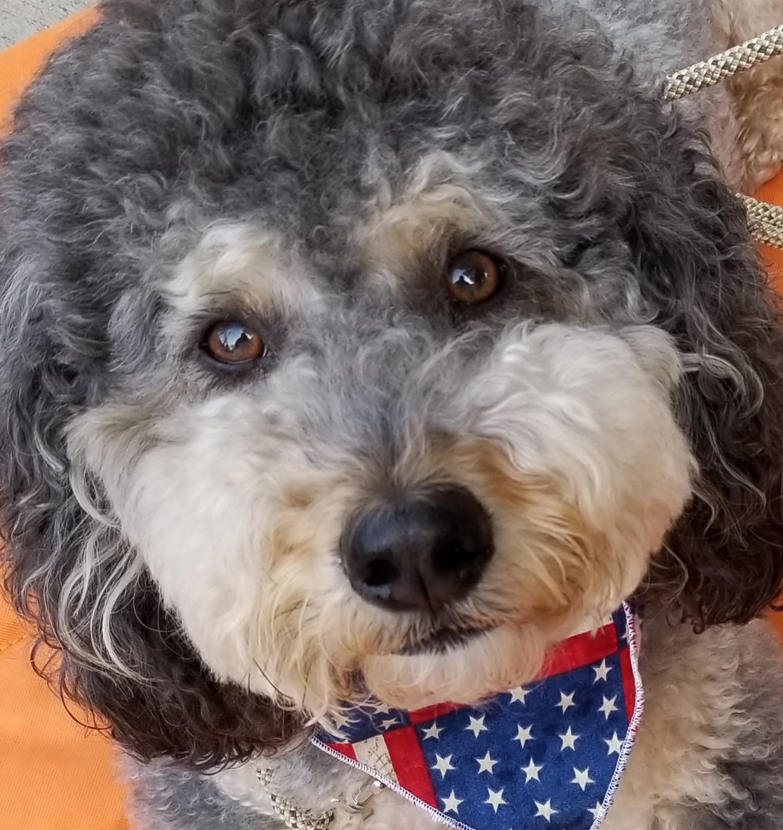iSewGrumpy's tweet photo. @FetchRewards Code 18599 #FetchAppFriday 
If I win, the points will be spent on my Bernedoodle Darby. I know he will finds lots of places to spend "his" winnings. https://t.co/Xq4c7qwGmT