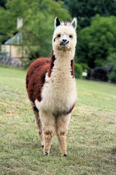 AlpacaByJaca's tweet photo. #FunFactFriday: Alpaca fleece is often mistaken for wool, but it actually has a different texture and construction from wool and is far softer! https://t.co/cTKAFUs7Z2 https://t.co/ns1NJiNod5