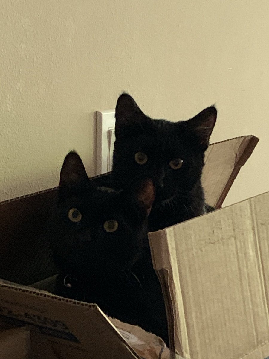 Doctor'sDancePartner tweet media