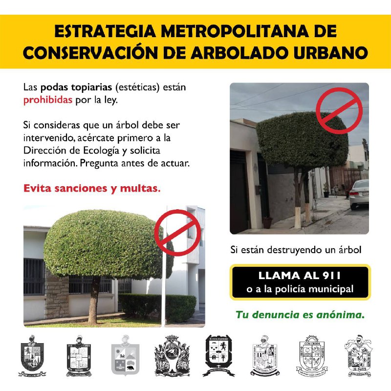 mtygob's tweet photo. ¿Sabías que las podas estéticas están prohibidas? 

Para cualquier cambio es necesario acercarse a la Dirección de Ecología y pedir información o comunícate al 911. 

¡Ahora cuidamos la naturaleza juntos! 🌳🌲 https://t.co/g5xHApUiqE