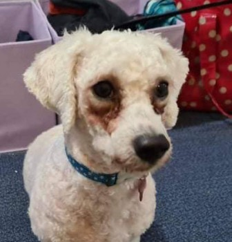 millypod1's tweet photo. π5 NOV 2021. TOVI #Lost #ScanMe
White Bichon Frise Male PLZ DO NOT CHASE
Chapel Lane. Last seen near roundabout top of
Falling Lane/West Drayton Road/ Stockley Bypass #UB8 #Uxbridge #GreaterLondon
SIGHTINGS PLZ βοΈ07508 529 712/ 07774 724797
https://t.co/L924oTvbvd https://t.co/Qa72IdAthc