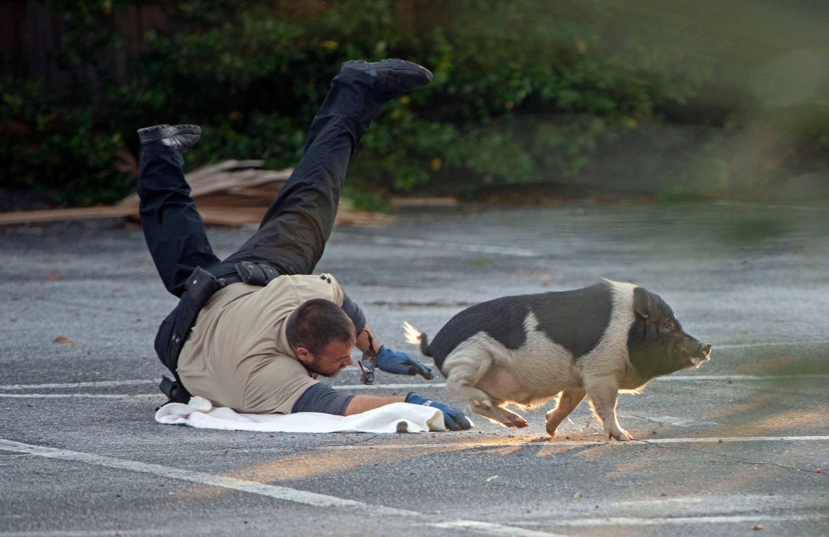 Corina Newsome, M.Sc. tweet media