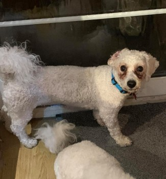 millypod1's tweet photo. π5 NOV 2021. TOVI #Lost #ScanMe
White Bichon Frise Male PLZ DO NOT CHASE
Chapel Lane. Last seen near roundabout top of
Falling Lane/West Drayton Road/ Stockley Bypass #UB8 #Uxbridge #GreaterLondon
SIGHTINGS PLZ βοΈ07508 529 712/ 07774 724797
https://t.co/L924oTvbvd https://t.co/Qa72IdAthc