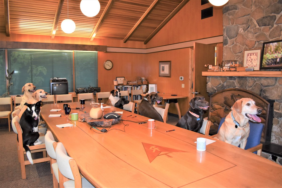 StarkerForests's tweet photo. Our canine crew took over the boardroom earlier this week to discuss workplace changes. They want longer walks, more frequent treats and unlimited tennis balls to fetch.
#corvallisoregon #fourleggedforesters #forestdog #logging #forestry https://t.co/qAyXVMaVXw