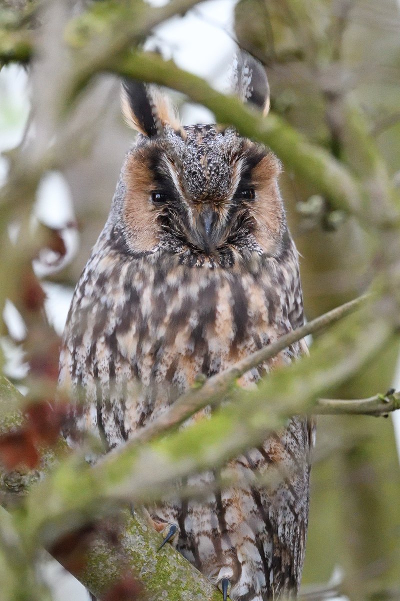 RobHolmes77's tweet photo. Autumn fireworks today with a dawn thrush rush and a dusk Long-eared Owl taking a well-earned break after a North Sea crossing. https://t.co/VaO1WQtlvx