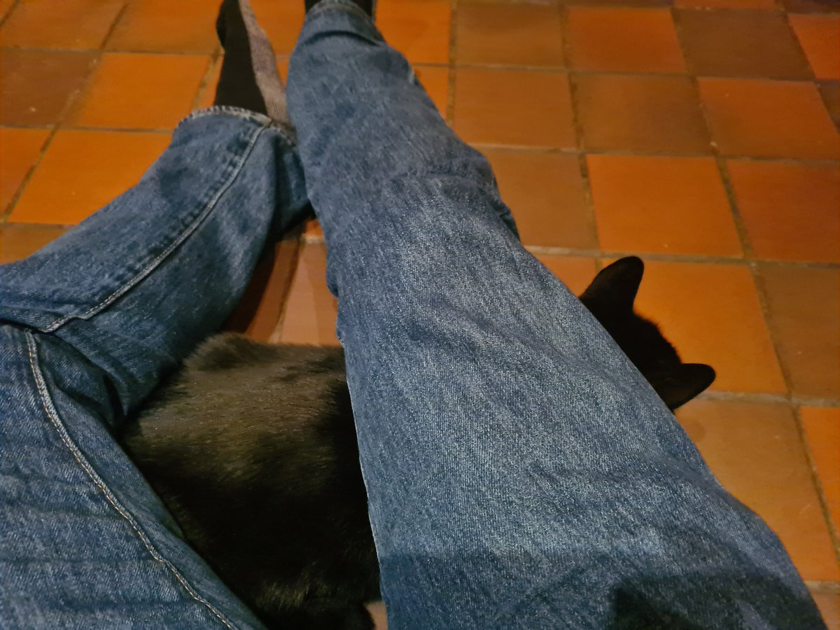The_Cogan_Loon's tweet photo. Happy Firework Night. It's only 5:20 and this is the state of one of the cats already (he doesn't do human contact generally as he was feral) https://t.co/Yz06VdyueO