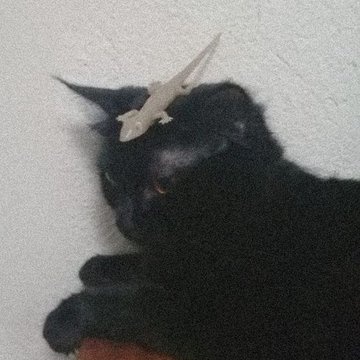 moonmincasa's tweet photo. ja faz um ano meu bem, me desculpa por não ter conseguido te achar

eu te amo muito https://t.co/V2ZshahKnq