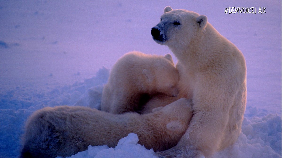 The Arctic is warming 3 times faster than the planet.

The Arctic's temperature rose by 3.1C, compared to 1C for the planet as a whole, by 2019.

The permafrost is melting rapidly.

Buried in the permafrost are billions of tonnes of carbon just waiting to be released.

#DemVoice1