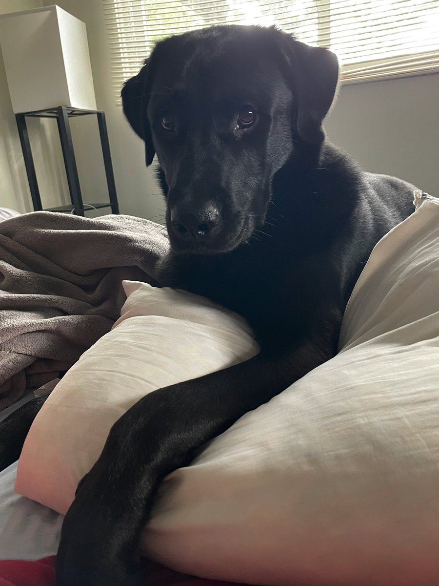 LeahWheeler4891's tweet photo. T7WH6 - I’d spend points to buy something for me and for this cutie. 
#FetchAppFriday https://t.co/I5ktdzS4dP