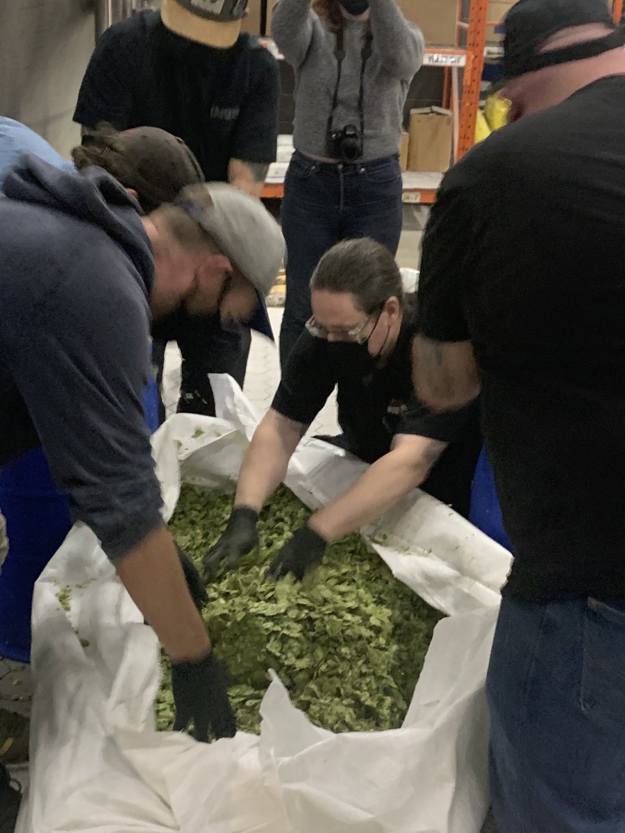 Forgot how big 100kg of leaf hops is. #centenial