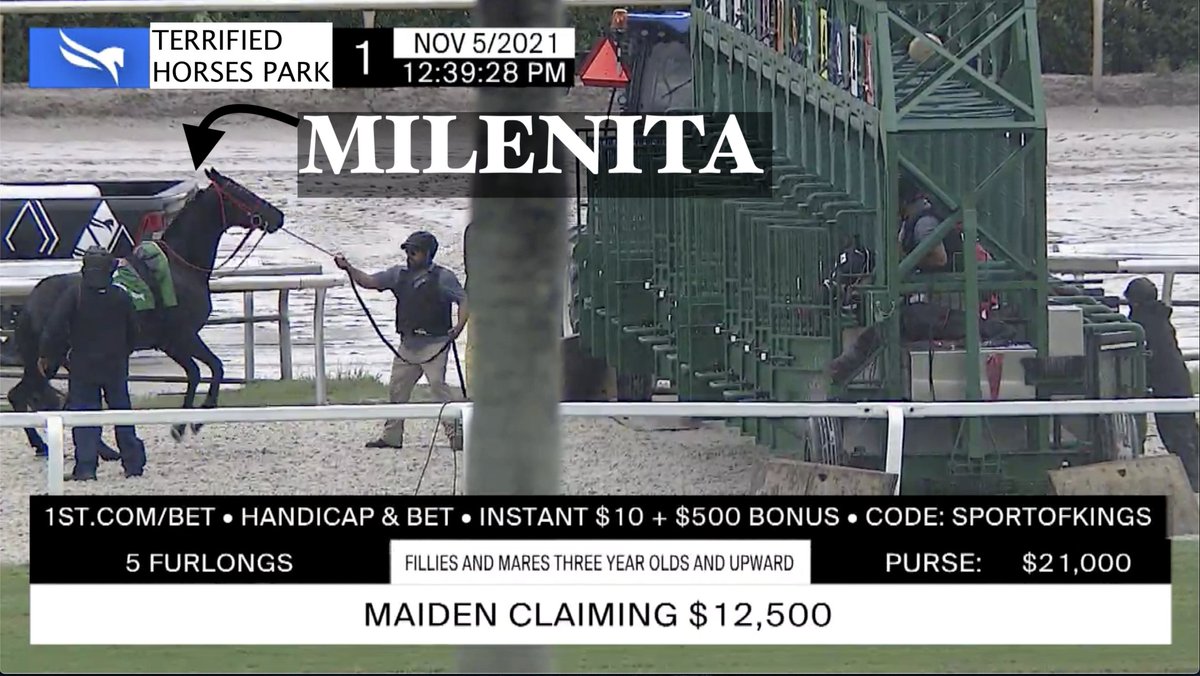 BloodstreamPark's tweet photo. MILENITA was terrified (aka "fractious") @GulfstreamPark today.
The subhuman pieces of shit (aka "gate crew") yanked, pushed, and whipped her back into the gate.
Will she live to see her 4th birthday?
Angel Arroyo, Maria Ines Mejia
#springsummermeet #gulfstreampark https://t.co/BrZfJTZ93A