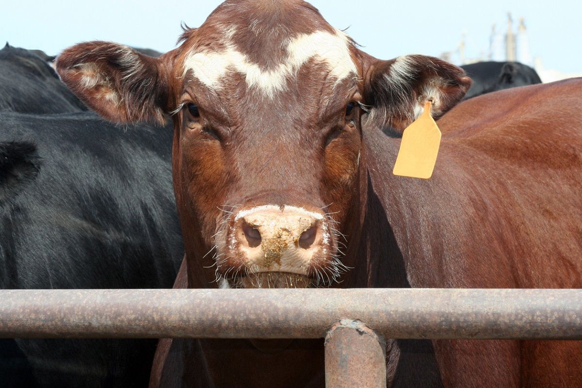 No hay diferencias entre la carne y la leche de vacas editadas genéticamente y de vacas convencionales buff.ly/3w1TJbJ