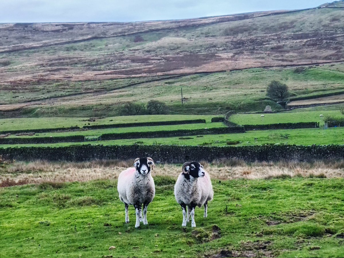 A beautiful week in the Yorkshire Dales. I even made some new friends.

#iAMGEOlogy #geology #geotechnicalengineering #yorkshiredales #fridayfeeling