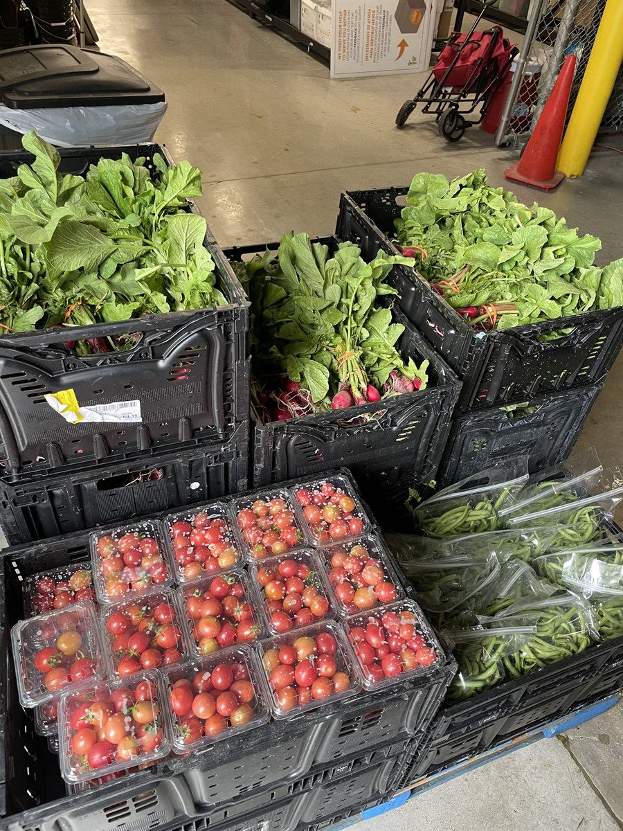 txstnutrition's tweet photo. 🚨DIETETIC INTERN SPOTLIGHT🚨

This is Gabby Magi, a Dietetic Intern during her rotation through the Central Texas Food Bank. On this day they worked in the community garden handpicking green beans, tomatoes, and radishes! They were able to fill 10 crates total. https://t.co/6eR5dGiFNi