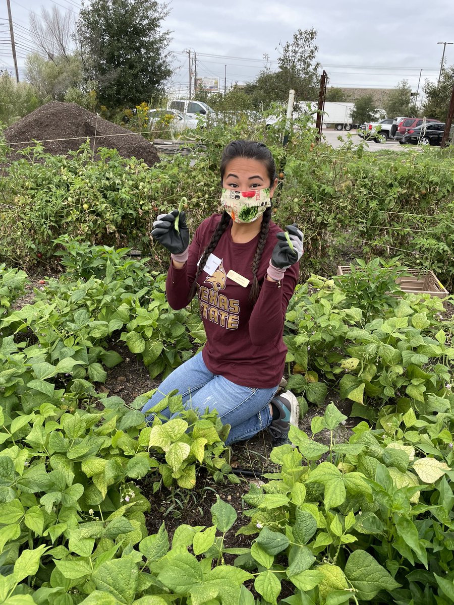txstnutrition's tweet photo. 🚨DIETETIC INTERN SPOTLIGHT🚨

This is Gabby Magi, a Dietetic Intern during her rotation through the Central Texas Food Bank. On this day they worked in the community garden handpicking green beans, tomatoes, and radishes! They were able to fill 10 crates total. https://t.co/6eR5dGiFNi